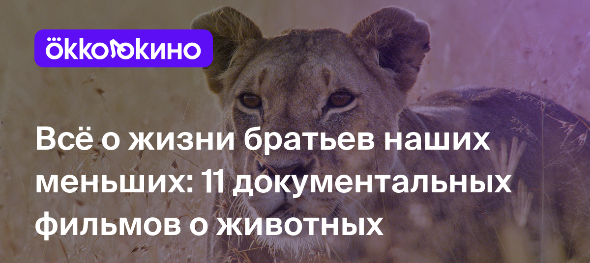 Всё о жизни братьев наших меньших: 11 документальных фильмов о животных -  OKKOLOKINO