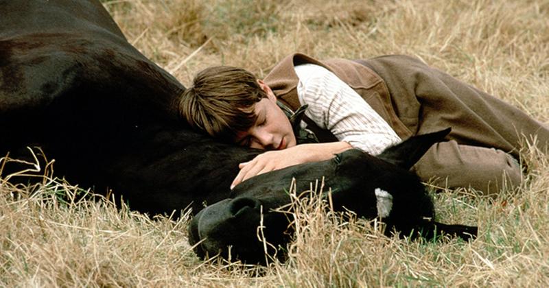 Рожденные быть свободными: 12 фильмов о лошадях
