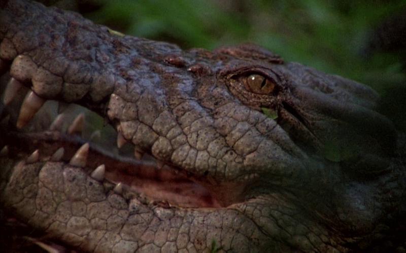Рептилоиды среди нас: 10 фильмов про крокодилов