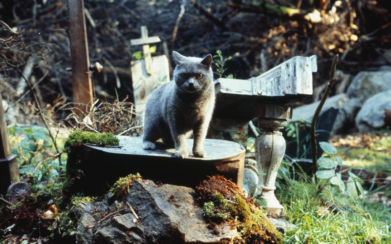 Там, где кошка зарыта: История создания «Кладбища домашних животных» Мэри Ламберт