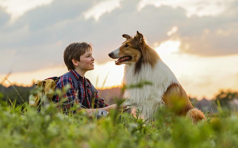 Друг, который всегда с тобой: 10 фильмов про собаку Лесси