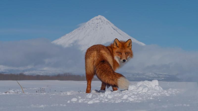 «Огненный лис» стал самым кассовым российским фильмом о природе