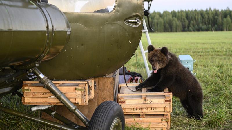 «Пальма 2» возглавила кинопрокат в России за выходные