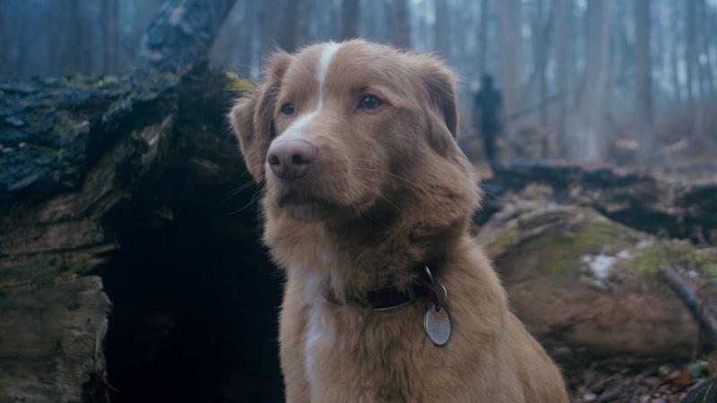 Трейлер «Хорошего мальчика»: Ужасы глазами собаки