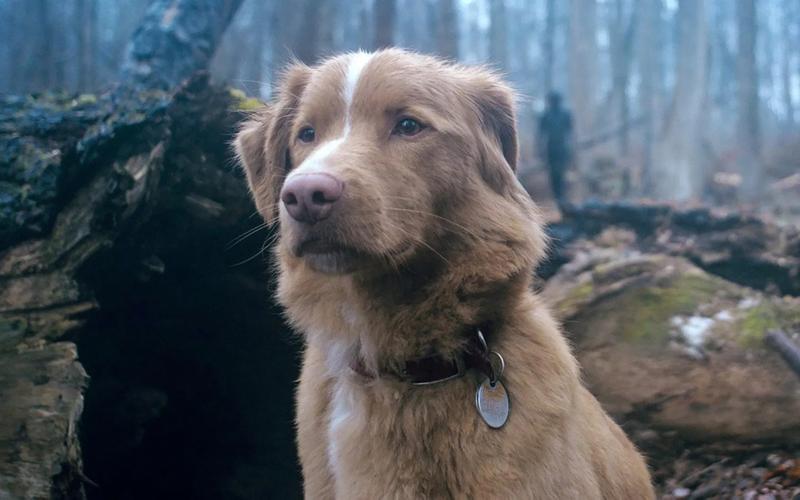 Инди-хоррор «Глазами пса»: Друг в беде не бросит