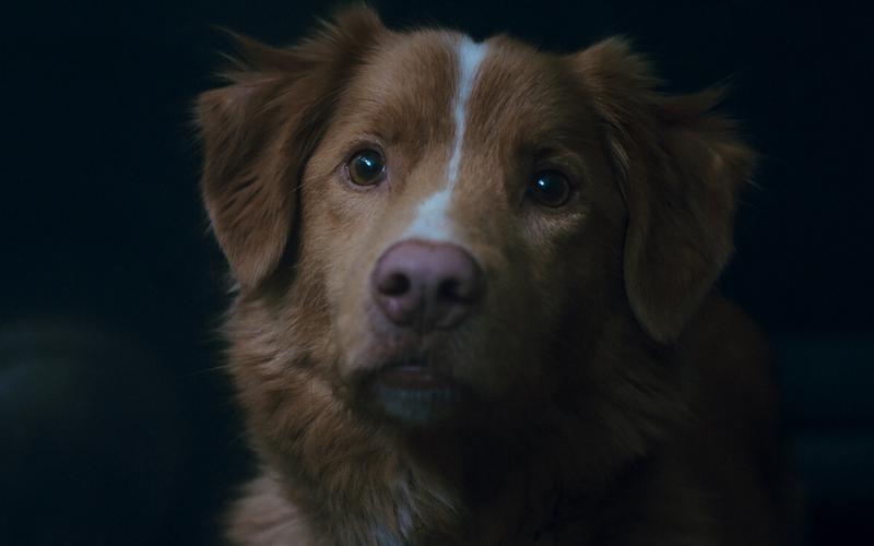 От лица собаки, убийцы и призрака: 10 необычно снятых фильмов ужасов