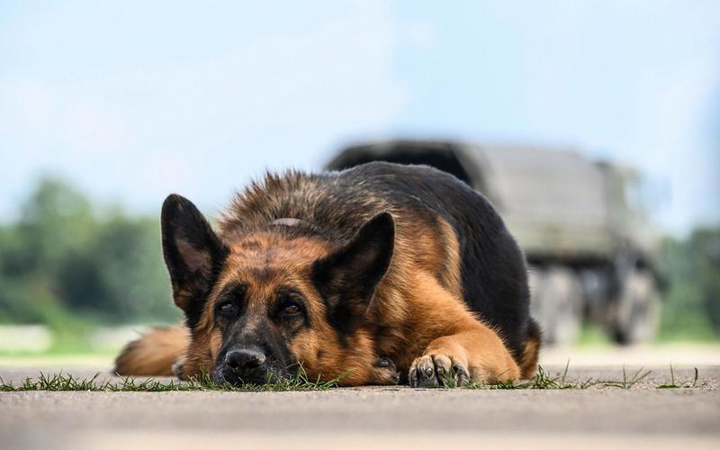 Верные четвероногие друзья: Отечественные фильмы и сериалы про собак