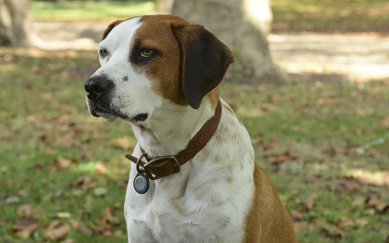 В мире животных: Лучшие сериалы про братьев наших меньших