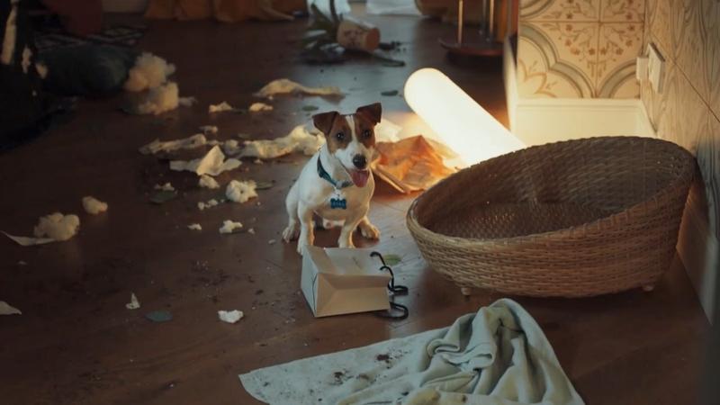 «Я человек, я не собака»: Трейлер сериала «Жека Рассел»