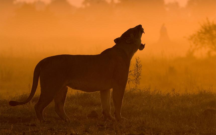«Последние львы»