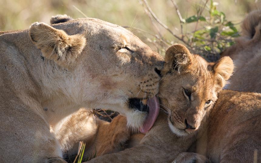 «Африканские кошки: Королевство смелых»