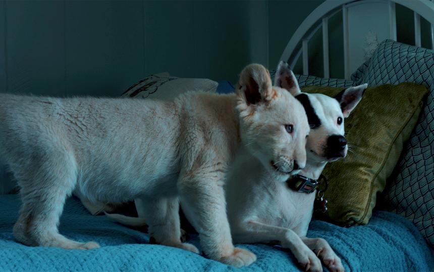 Фильм про дружбу со львами