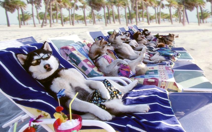 Фильмы с собачьими гонками на упряжках