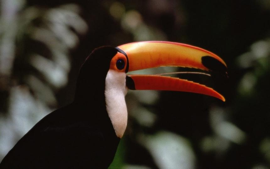 Кадр из фильма «Жизнь птиц»