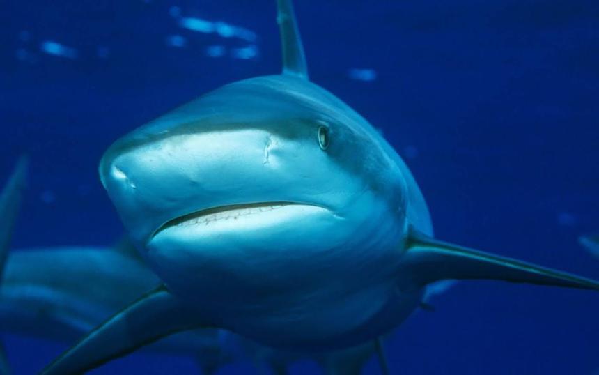 «Голубая планета»