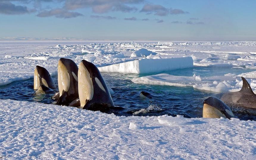 «Замерзшая планета»