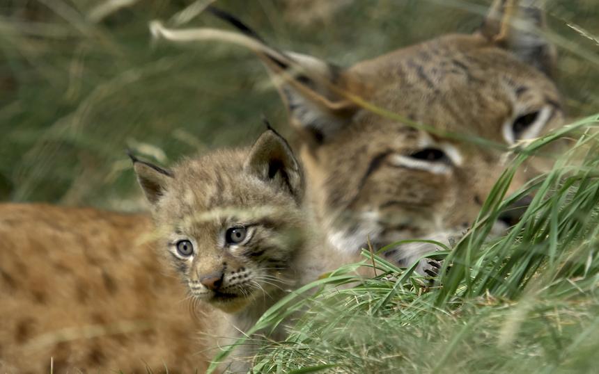 Фильм «Линцесса. Тайны леса»