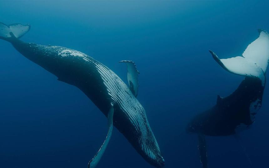 «Киты: Стражи планеты»