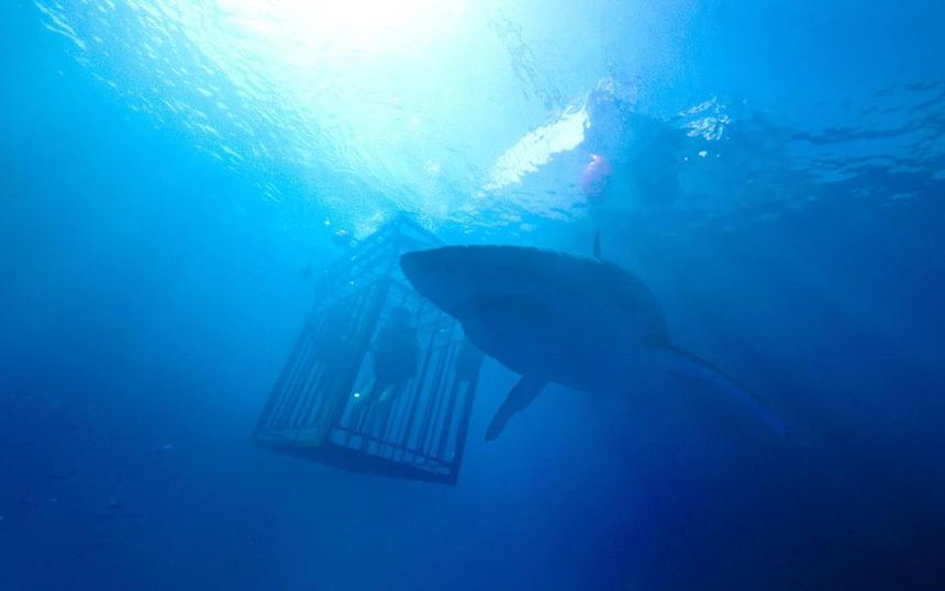 Фильмы о животных-убийцах