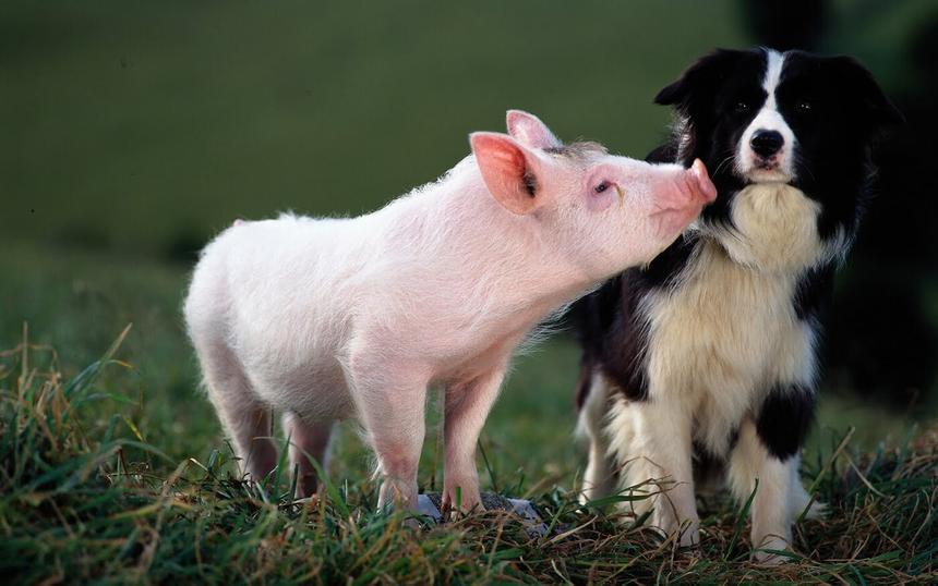 «Бэйб: Четвероногий малыш»