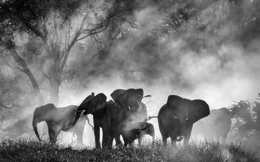 акие фильмы показали на Венецианском кинофестивале 2025 года