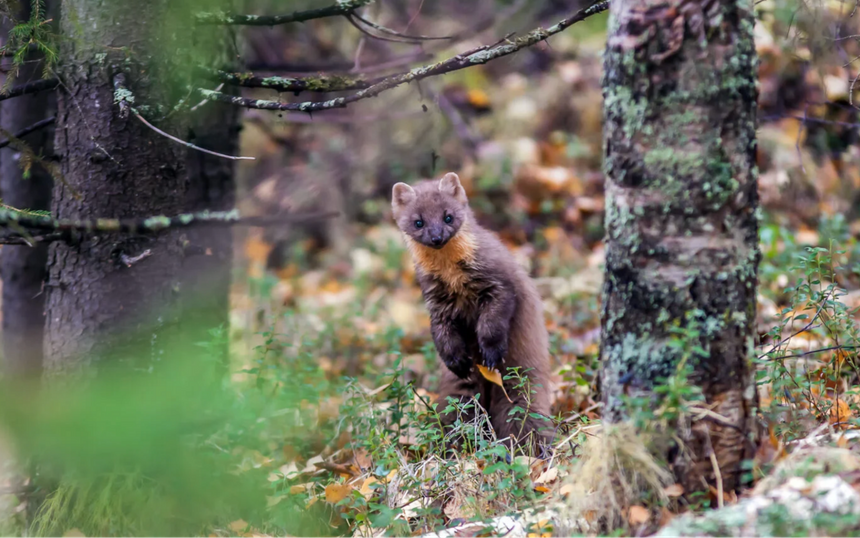 Лучшие фильмы фестиваля «Кремний-2025»