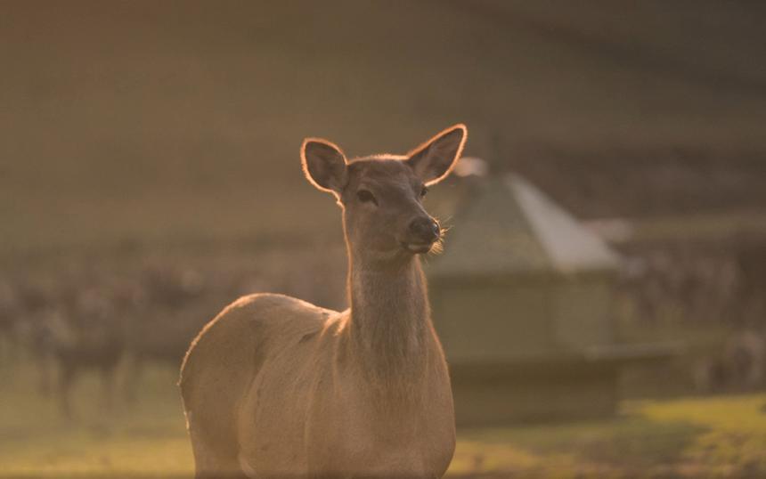 Кадр из фильма «Территория привязанности»