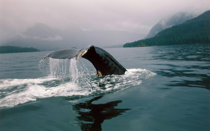 «Планета Земля»