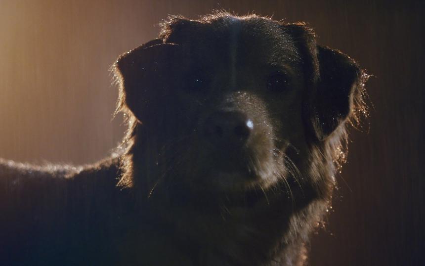 Каким получился хоррор «Глазами пса»