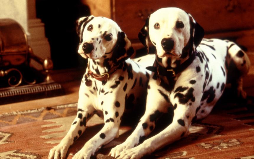 «101 далматинец»