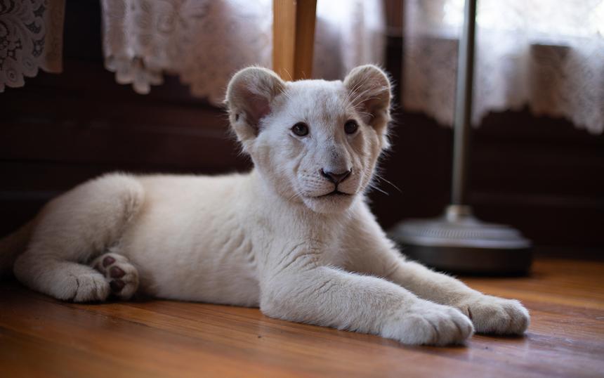 «Лена и львенок»