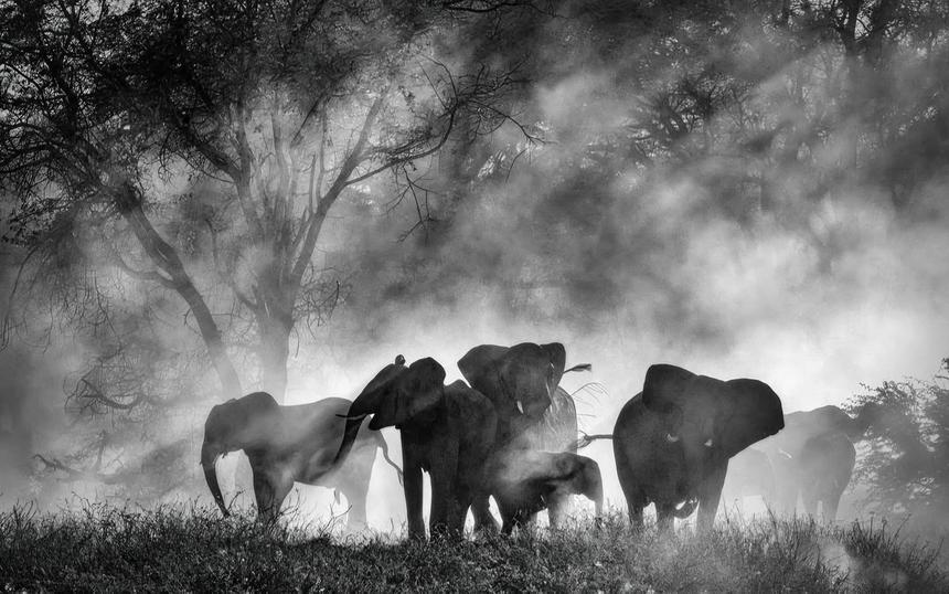 «Слоны-призраки»