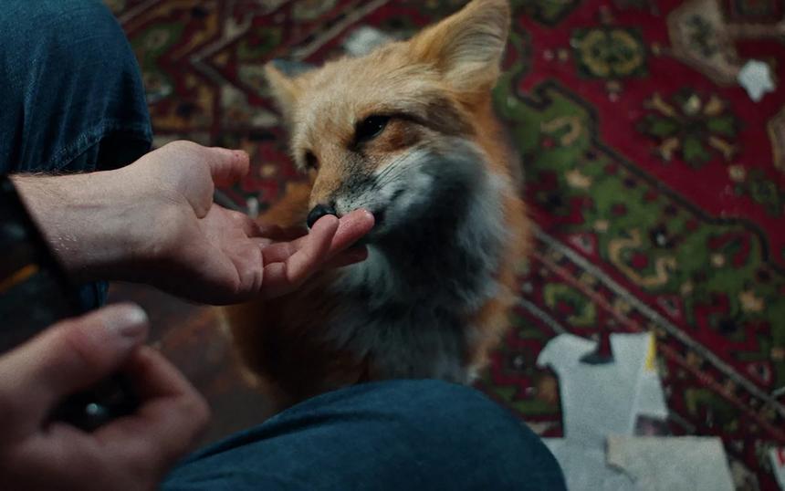 «Как приручить лису»