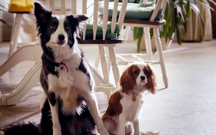 «Елки лохматые»