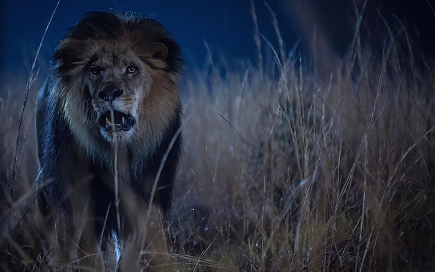 «Зоо-апокалипсис»