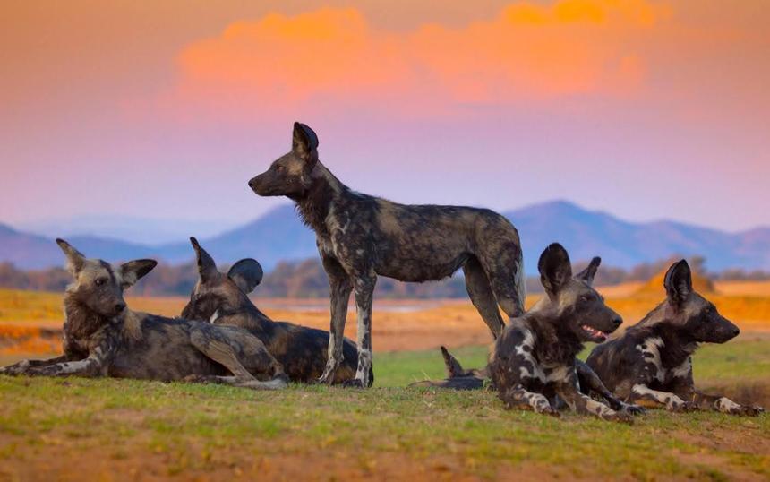 «Династии»