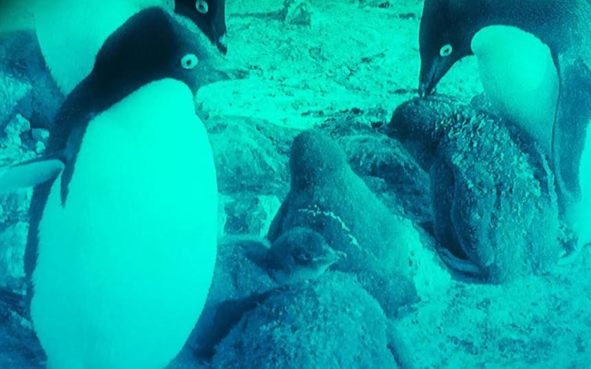 «Великое белое безмолвие» (1924)