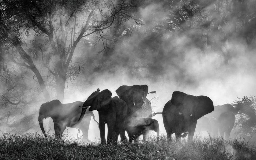 «Слоны-призраки»