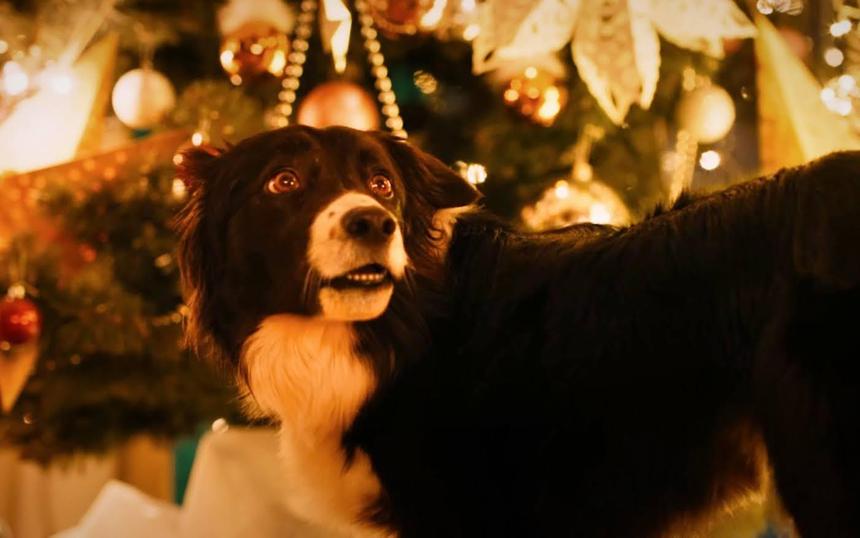 «Мое собачье дело»