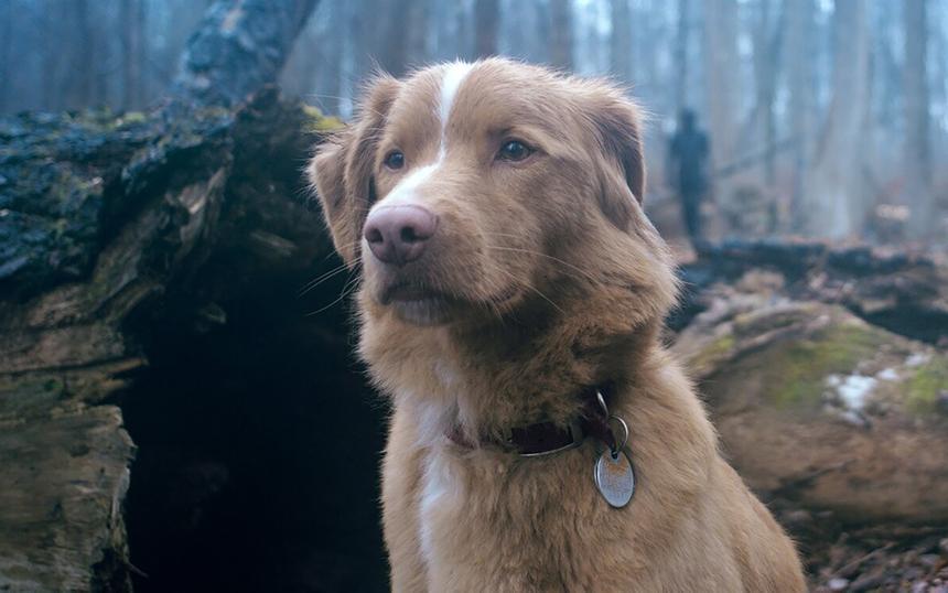 «Глазами пса»