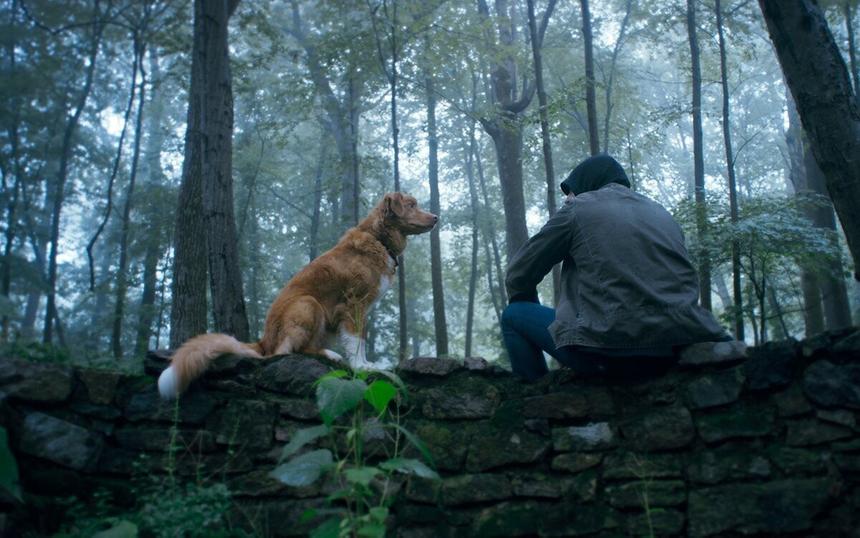 «Глазами пса»