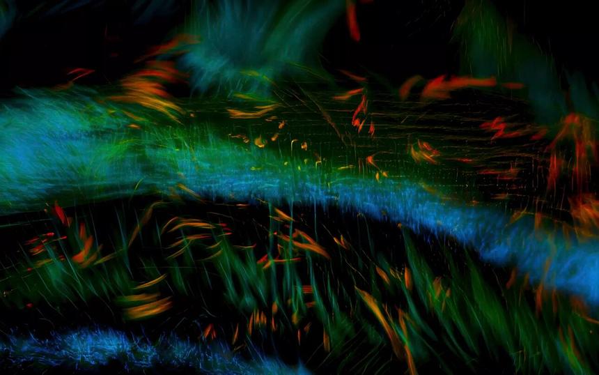 Обзор фильма «Молчаливый друг» Ильдико Эньеди