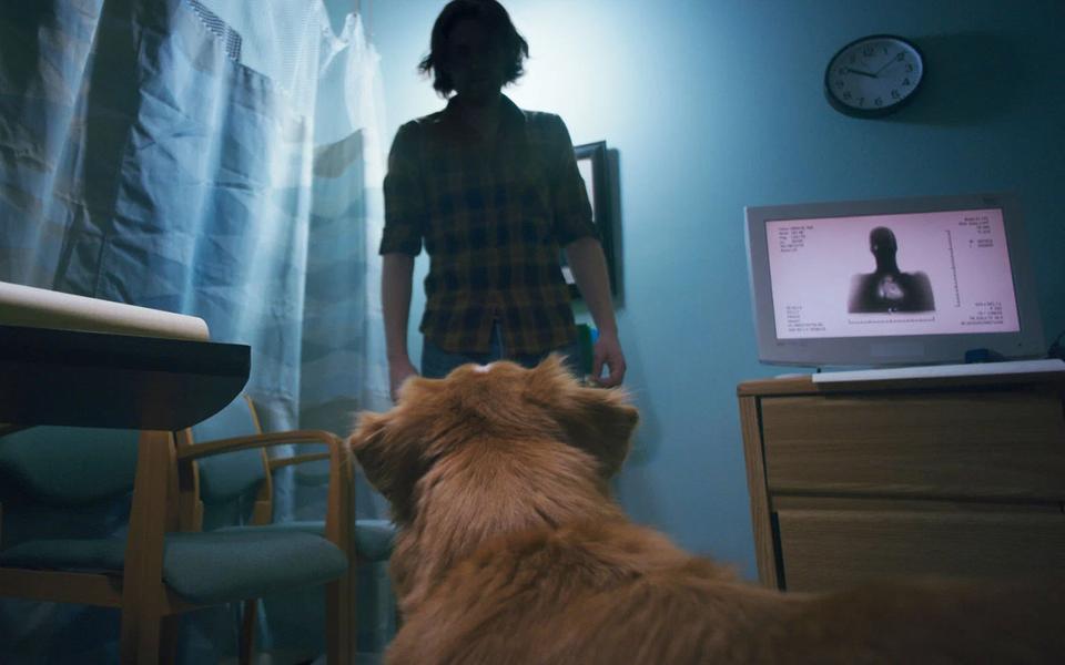 «Хатико: Самый верный друг»